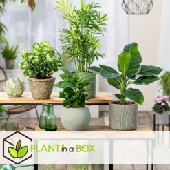 Kamerplantenset - Set van 4 - Hoogte 25-40cm - ⌀12cm