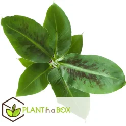 Kamerplantenset - Set van 4 - Hoogte 25-40cm - ⌀12cm