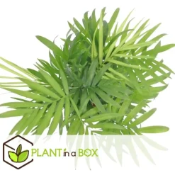 Kamerplantenset - Set van 4 - Hoogte 25-40cm - ⌀12cm