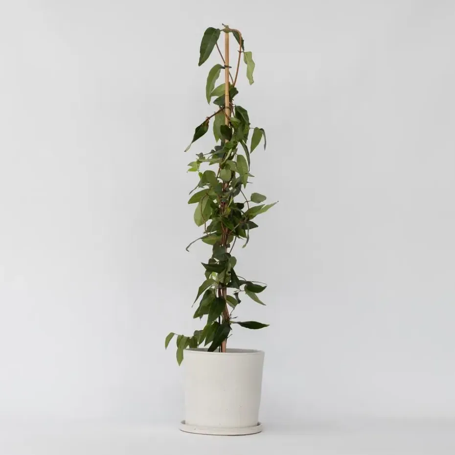 Kamperfoelie - Lonicera henryi 'Copper Beauty' - Hoogte 110-120cm - ⌀17cm