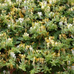 Kamperfoelie - Set van 2 - Lonicera 'Copper Beauty' - Hoogte 110-120cm - ⌀17cm