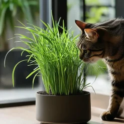 Kattengras - Set van 4 - Cyperus zumula - Hoogte 30-40cm - ⌀12cm