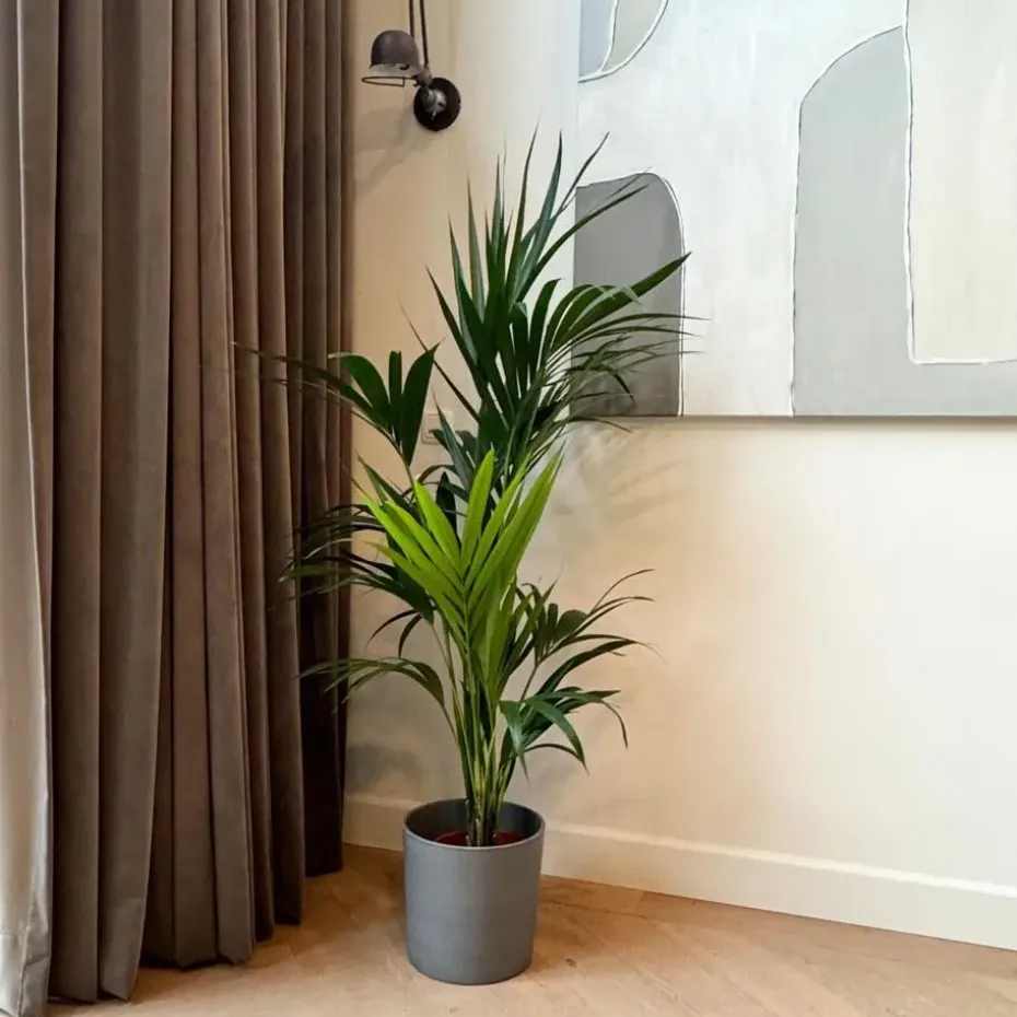 Kentiapalm - Howea forsteriana - Hoogte 130-140cm - ⌀21cm