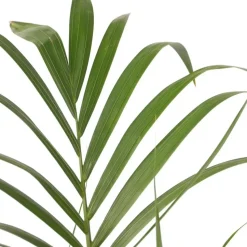 Kentiapalm - Howea forsteriana - Hoogte 130-140cm - ⌀21cm