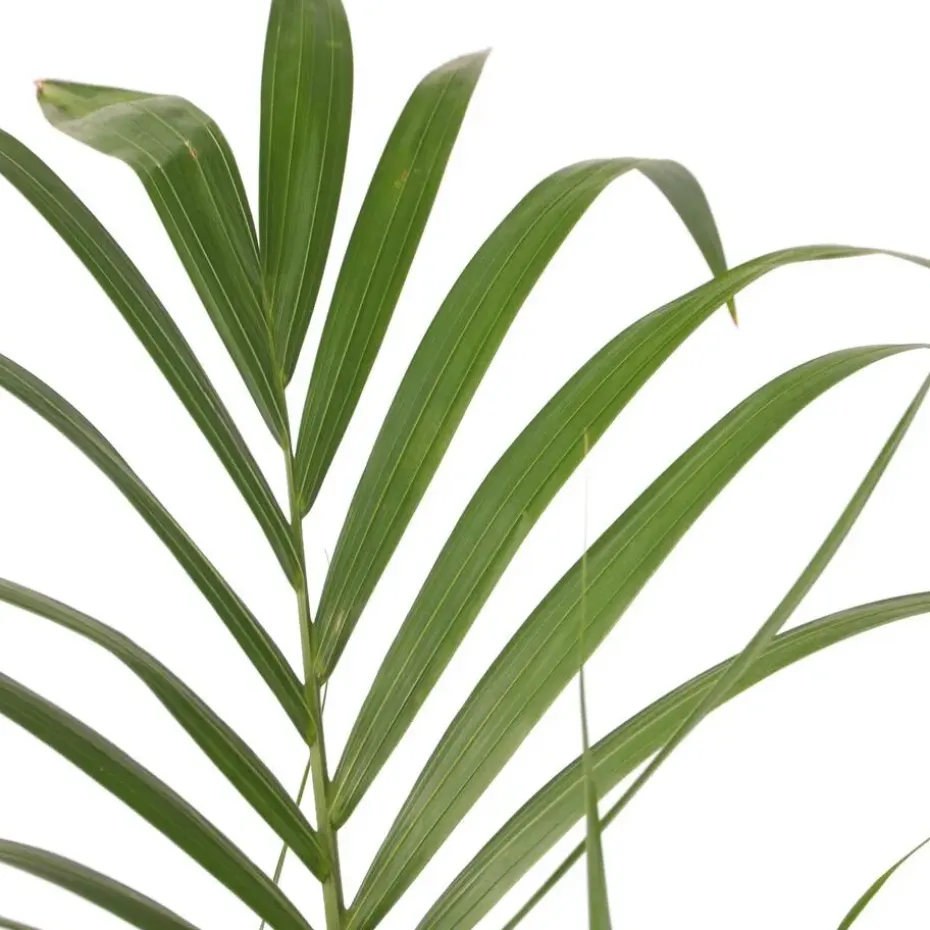 Kentiapalm - Howea forsteriana - Hoogte 130-140cm - ⌀21cm