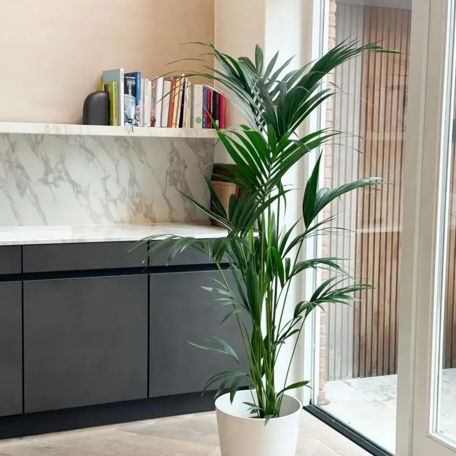 Kentiapalm - Howea forsteriana - Hoogte 130-140cm - ⌀21cm