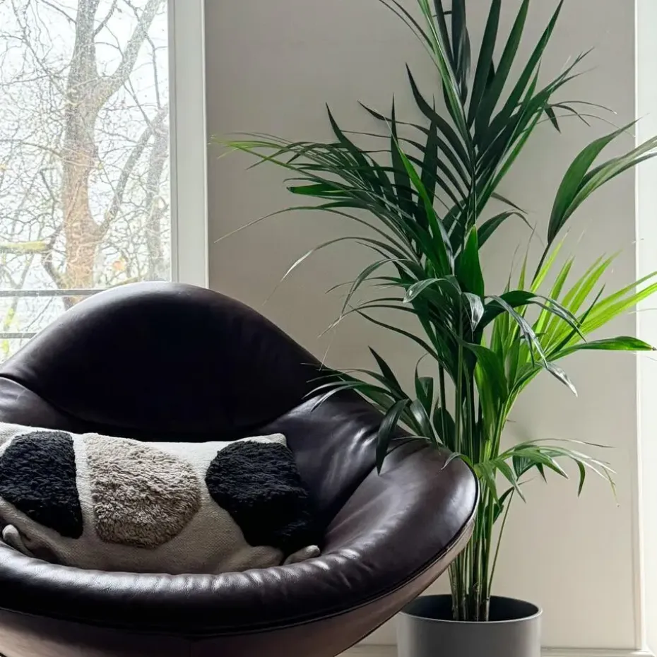 Kentiapalm - Howea forsteriana - Hoogte 130-140cm - ⌀21cm