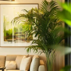 Kentiapalm - Howea forsteriana - Hoogte 130-140cm - ⌀21cm