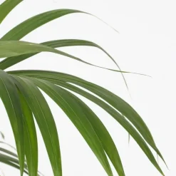 Kentiapalm - Howea forsteriana - Hoogte 130-140cm - ⌀21cm