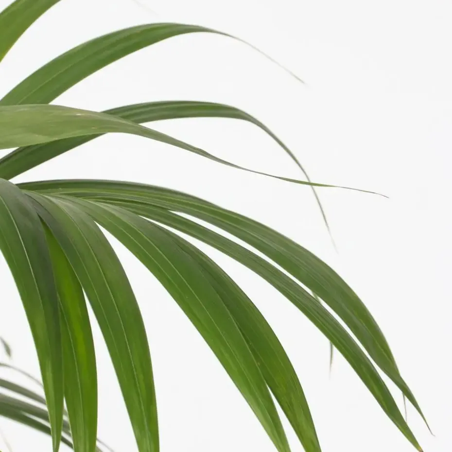 Kentiapalm - Howea forsteriana - Hoogte 130-140cm - ⌀21cm