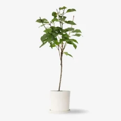Kersenboom - Prunus avium 'Stella' - Zoete kers - Hoogte 90-110cm - ⌀23cm