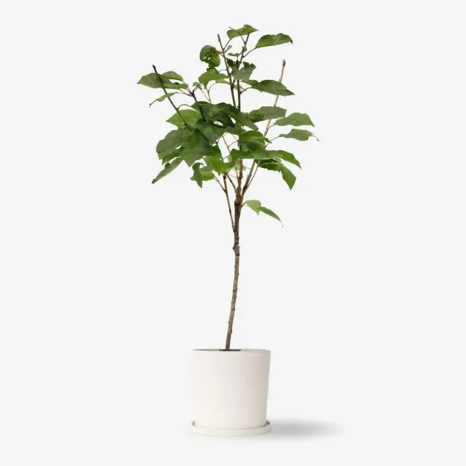 Kersenboom - Prunus avium 'Stella' - Zoete kers - Hoogte 90-110cm - ⌀23cm