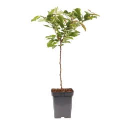 Kersenboom - Prunus avium - Zoete kers - Hoogte 90-110cm - ⌀23cm