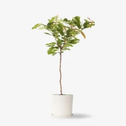 Kersenboom - Prunus avium - Zoete kers - Hoogte 90-110cm - ⌀23cm