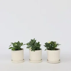 Kerstroos - Set van 3 - Helleborus niger 'Mont Blanc' - Hoogte 20-30cm - ⌀12cm