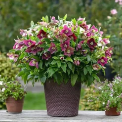 Kerstroos - Set van 3 - Helleborus orientalis - Hoogte 20-30cm - ⌀12cm
