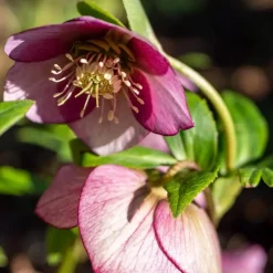 Kerstroos - Set van 6 - Helleborus orientalis - Hoogte 20-30cm - ⌀12cm