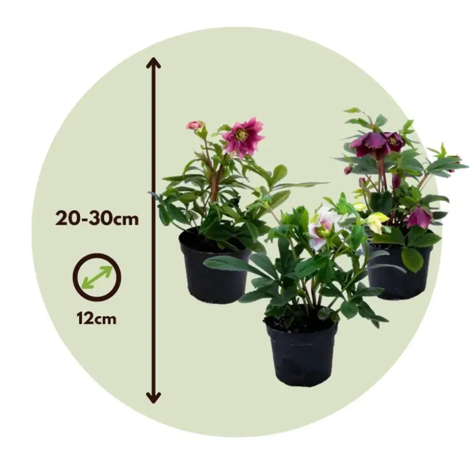 Kerstroos - Set van 6 - Helleborus orientalis - Hoogte 20-30cm - ⌀12cm