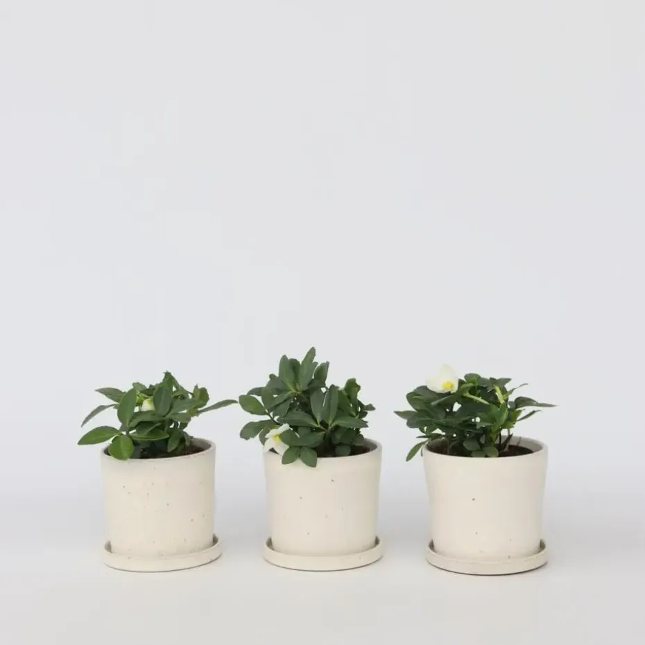 Kerstroos - Set van 6 - Helleborus niger 'Mont Blanc' - Hoogte 20-30cm - ⌀12cm