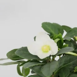 Kerstroos - Set van 6 - Helleborus niger 'Mont Blanc' - Hoogte 20-30cm - ⌀12cm