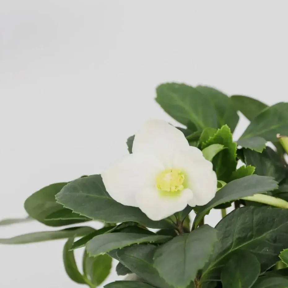 Kerstroos - Set van 6 - Helleborus niger 'Mont Blanc' - Hoogte 20-30cm - ⌀12cm
