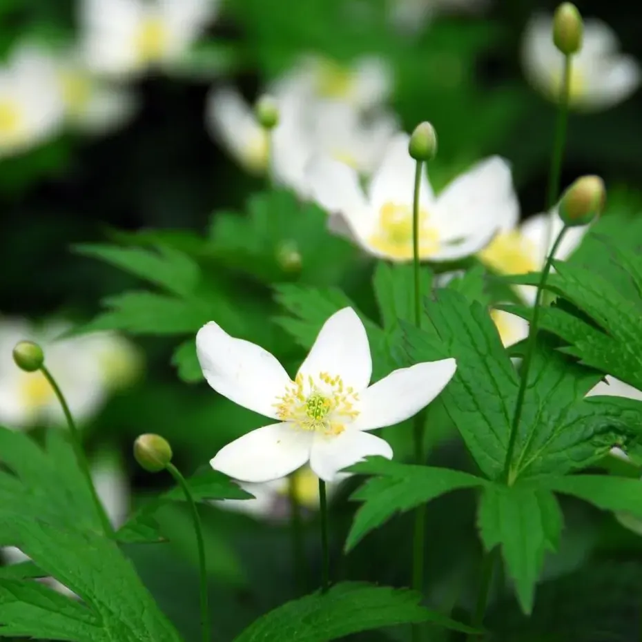 Kerstroos - Set van 6 - Helleborus niger 'Mont Blanc' - Hoogte 20-30cm - ⌀12cm