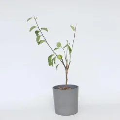Klassieke Appelmix - Malus - Hoogte 60-70cm - ⌀17cm