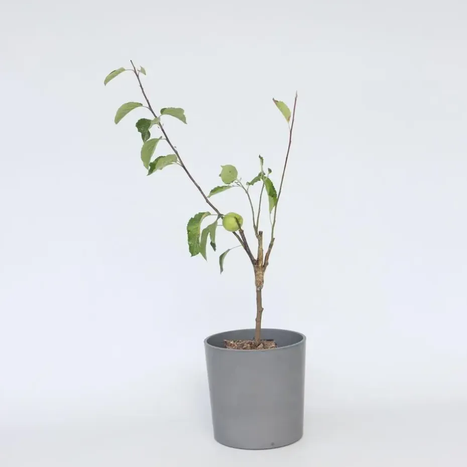 Klassieke Appelmix - Set van 2 - Malus - Hoogte 60-70cm - ⌀17cm