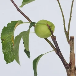 Klassieke Appelmix - Set van 2 - Malus - Hoogte 60-70cm - ⌀17cm