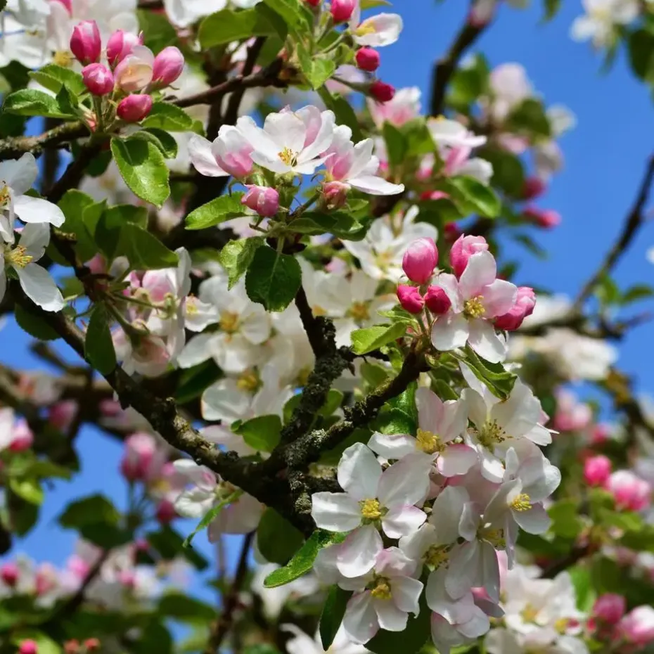 Klassieke Appelmix - Set van 2 - Malus - Hoogte 60-70cm - ⌀17cm