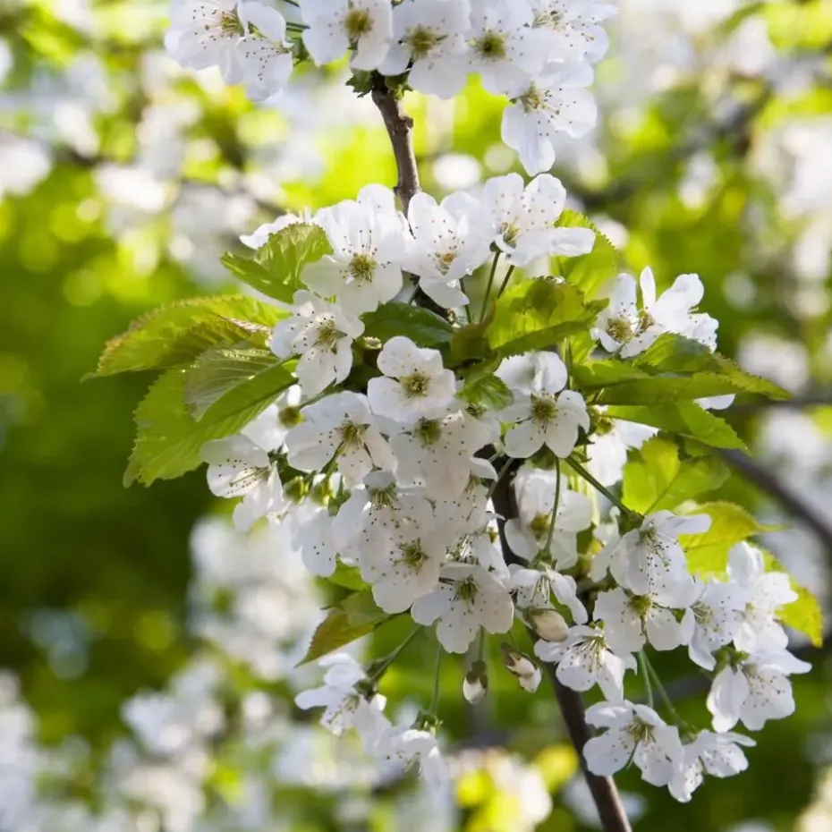 Klassieke Appelmix - Set van 2 - Malus - Hoogte 60-70cm - ⌀17cm