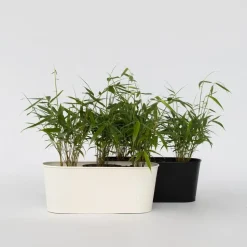 Kleurrijke Bamboe - Set van 18 - Fargesia 'Asian Wonder - Hoogte 25-40cm - ⌀13cm
