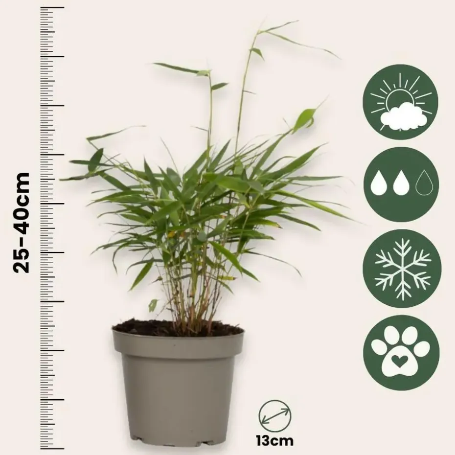 Kleurrijke Bamboe - Set van 18 - Fargesia 'Asian Wonder - Hoogte 25-40cm - ⌀13cm