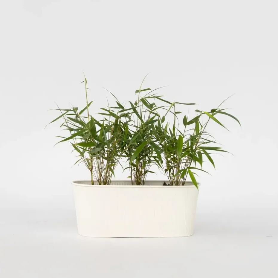 Kleurrijke Bamboe - Set van 3 - Fargesia 'Asian Wonder' - Hoogte 25-40cm - ⌀13cm