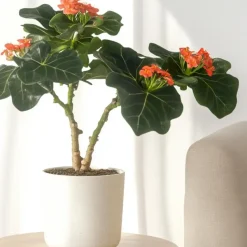 Koraalplant - Jatropha podagrica - Hoogte 25-45cm - ⌀13cm