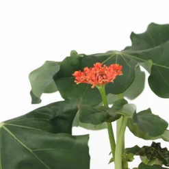 Koraalplant - Jatropha podagrica - Hoogte 25-45cm - ⌀13cm