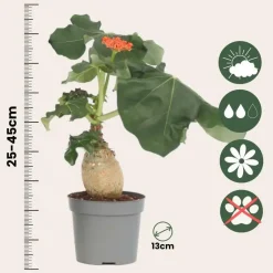 Koraalplant - Jatropha podagrica - Hoogte 25-45cm - ⌀13cm