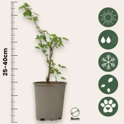 Kruisbes - Set van 3 - Ribes uva- crispa - Hoogte 25-40cm - ⌀9cm