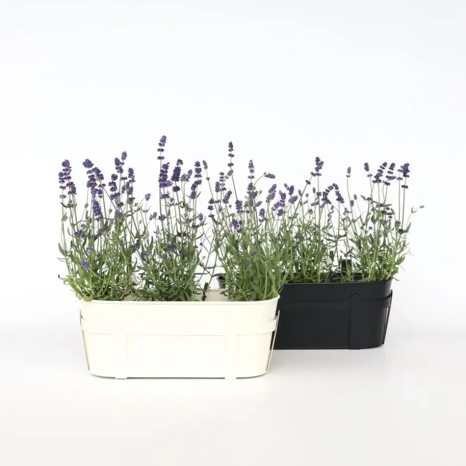 Lavendel - Set van 12 - Lavandula angustifolia - Hoogte 10-15cm - ⌀10,5cm