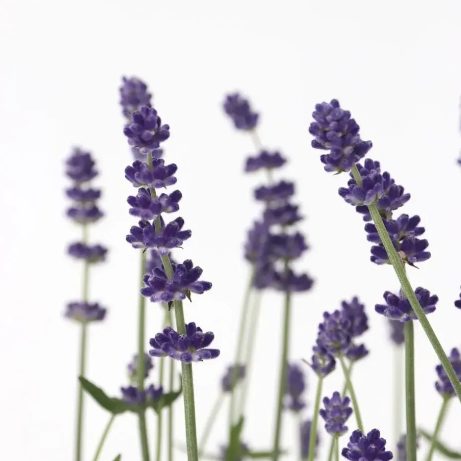 Lavendel - Set van 12 - Lavandula angustifolia - Hoogte 10-15cm - ⌀10,5cm