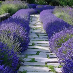 Lavendel - Set van 12 - Lavandula angustifolia - Hoogte 10-15cm - ⌀10,5cm