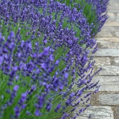 Lavendel - Set van 6 - Lavandula angustifolia - Hoogte 10-15cm - ⌀10,5cm
