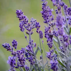 Lavendel - Set van 6 - Lavandula angustifolia - Hoogte 10-15cm - ⌀10,5cm