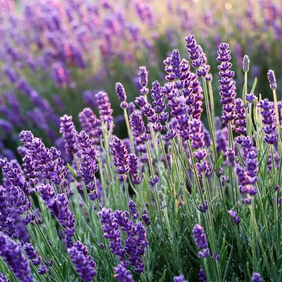 Lavendel - Set van 6 - Lavandula angustifolia - Hoogte 10-15cm - ⌀10,5cm