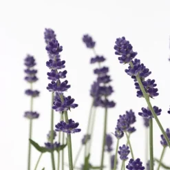 Lavendel - Set van 36 - Lavandula angustifolia - Hoogte 10-15cm - ⌀10,5cm