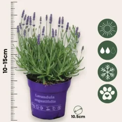 Lavendel - Set van 36 - Lavandula angustifolia - Hoogte 10-15cm - ⌀10,5cm