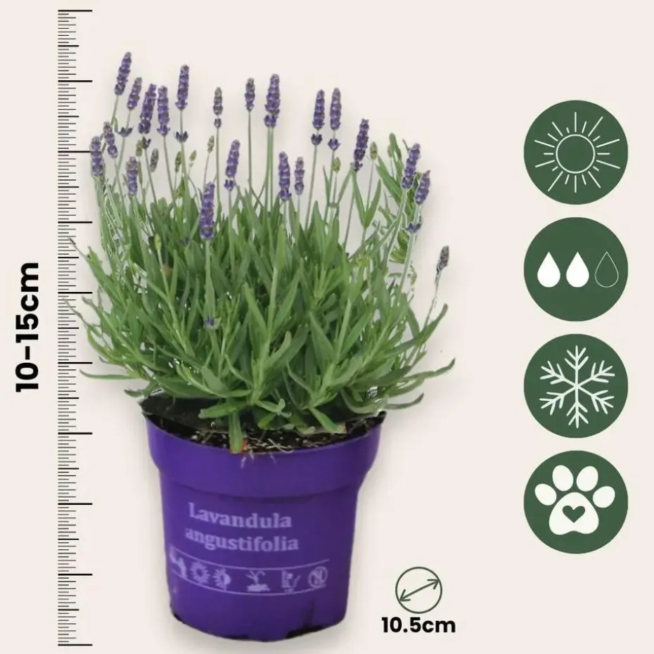 Lavendel - Set van 36 - Lavandula angustifolia - Hoogte 10-15cm - ⌀10,5cm