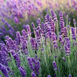 Lavendel - Set van 36 - Lavandula angustifolia - Hoogte 10-15cm - ⌀10,5cm