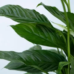 Lepelplant - Set van 2 - Spathiphyllum 'Torelli' - Hoogte 30-45cm - ⌀12cm