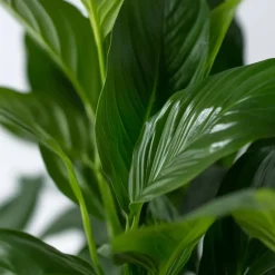 Lepelplant - Spathiphyllum 'Torelli' - Hoogte 30-45cm - ⌀12cm